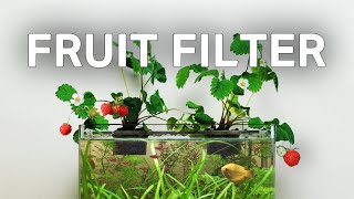 Making a StrawberryPowered Aquarium With No Filter [upl. by Earased]