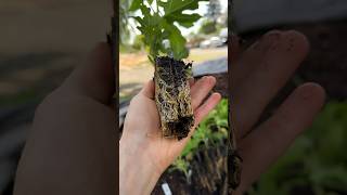 Rooted Fig Cuttings figcuttings figtree backyardgardening fig farming gardening garden figs [upl. by Ayoj]