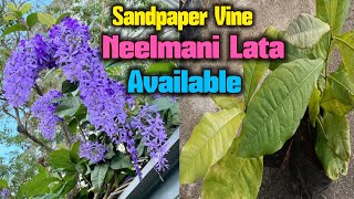 Sandpaper Vine Neelmani Lata Petrea volubilis Available for Garden Gyan Subscribers [upl. by Talanian]