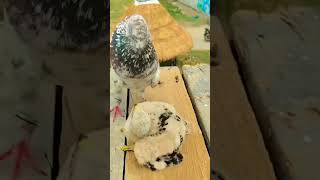 🕊️Mahul badalne wala hai🦅shortvideo kabutar bird youtubeshorts kubutar birdspecies kabutaar [upl. by Nay]