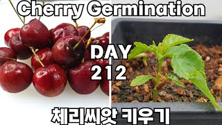 체리씨앗 키우기  Cherry seed germinating [upl. by Erdied490]