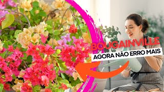 Como Fazer Mudas de Bougainvillea  Primavera  a Partir de Estacas Guia Passo a Passo [upl. by Ekez603]