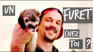 UN FURET CHEZ TOI   TUTO TOOPET [upl. by Morven]