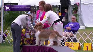 Grand Basset Griffon Vendeens  Breed Judging 2021 [upl. by Thebault147]