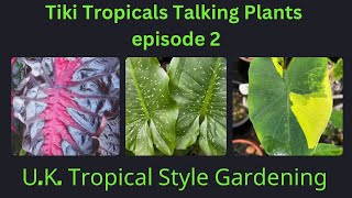 Talking Tropical Plants Zantedeschia and Colocasia [upl. by Annovahs206]