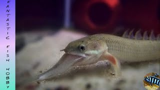 Senegal bichir eating full Anchovies 🐟  dinosaur bichir eating anchovies  fantastic [upl. by Airol]