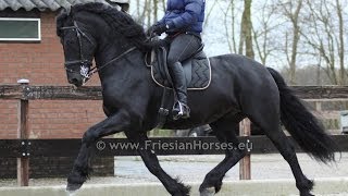 Friesian Horse Baroque dressage and driving stallion [upl. by Eupheemia391]