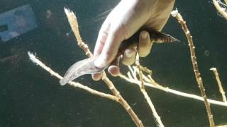 Petting My Zigzag Spiny Eel D [upl. by Forbes]