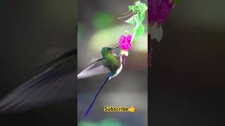 birds beautifulbirds nature flowers wildnature shorts shortvideo viralvideo [upl. by Iadrahs]