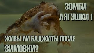 ШОК ЛЯГУШКИЗОМБИ Выводим баджит из зимовки [upl. by Aver]