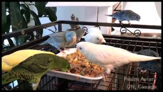 Lineolated Parakeets love fresh foods [upl. by Yarb60]