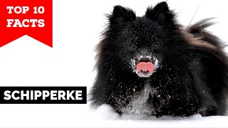 Schipperke  Top 10 Facts [upl. by Chisholm]