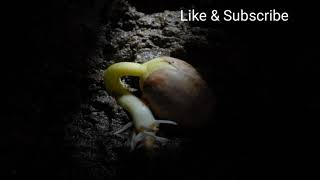 Epigeal and hypogeal germination film [upl. by Perseus748]