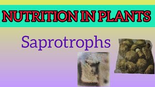 Saprotrophs Nutrition in Plants Class 7 Science NCERT By Vandana [upl. by Aisilef326]