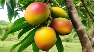 Mango tree from a seed  How to grow at home  Mangifera indica [upl. by Terry999]