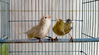 canary breeding  EXPERIMENT on the canary😲😳😰part 1  how to breed canary  singing canary pairing [upl. by Oramug]