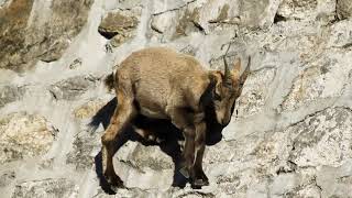 The incredible ibex defies gravity and climbs a dam Forces of Nature with Brian Cox BBC [upl. by Eusoj]