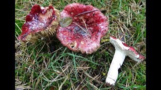 Gołąbek winnyśledziowy  Russula xerampelina  Jadalny ale [upl. by Chaworth334]