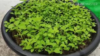 తోటకూర ఇంట్లో పెంచడం ఎంత easy తెలుసా  how to grow amaranthus plants in telugu step by step [upl. by Audun]