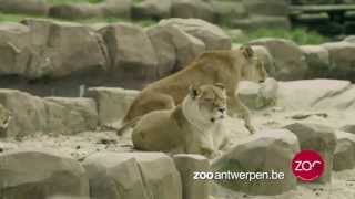 ZOO Antwerpen TVspot 2013 [upl. by Aret]