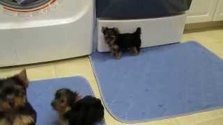 10 week old yorkie puppies from MIRACLE YORKIES [upl. by Levins]