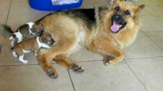 Orphaned Jack Russell Pups and German Shepherd Dog [upl. by Dotti]