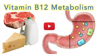 Vitamin B12 Cobalamin Digestion and Absorption Explained SUPER EASY [upl. by Ativoj162]