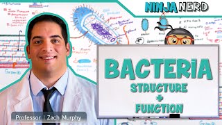 Bacteria  Structure and Function [upl. by Sinclare]