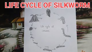 Life cycle of Silkworm  Life cycle of silkworm diagram  How to draw silkworm life cycle [upl. by Dnalon]