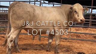 Lot 4503 CharolaisSimmental Cross Bull [upl. by Anette793]