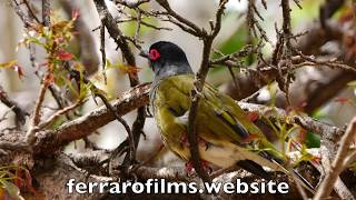 Australasian Figbird calling [upl. by Marlin]