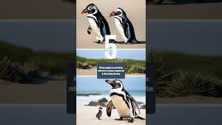 Penguin Party at Boulders Beach 🎉 Must See penguinfacts boulders beach nature southafrica [upl. by Yelsiap]