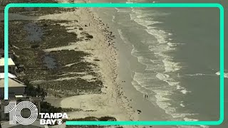 Aerial views of Clearwater Beach Dunedin and Tarpon Springs after Hurricane Idalia [upl. by Auqinahs444]