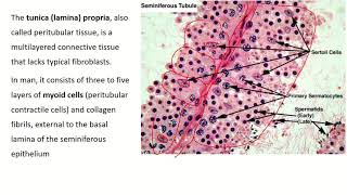 An InDepth Look at Seminiferous Tubule Histology [upl. by Ferwerda]