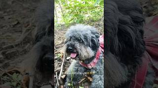 प्यारा उदास कुत्ता 😍 Cute Sad Dog sad youtubeshorts viralvideo dog puppy emotional [upl. by Anitselec]