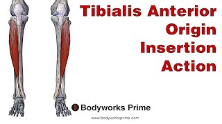 Tibialis Anterior Anatomy Origin Insertion and Action [upl. by Pembrook548]