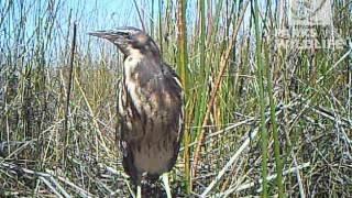 Australasian Bitterns [upl. by Duwalt]