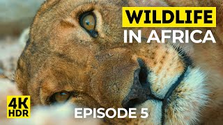 4K HDR LION Pride  Wildlife in Africa  Episode 5  Nature Sounds of Savannah [upl. by Kennard]