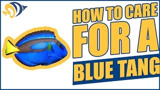 Finding Dory How to Care for a Blue Tang quotDoryquot in a Saltwater Aquarium [upl. by Grimbly]