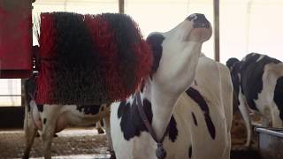 Dairy Cow Relaxing Video [upl. by Cressy786]