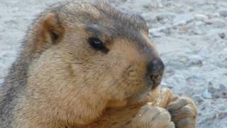 Himalayan Marmot 3mp4 [upl. by Annawot]