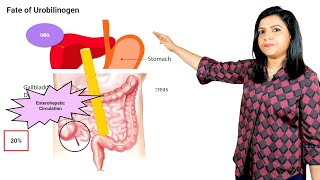 Heme Catabolism  Edition 8 Sample Video Biochemistry [upl. by Humphrey]