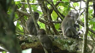 Young macaques  Macaca fascicularis  playing at Bako National Park [upl. by Immij]