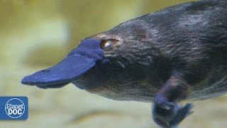 Duckbill Platypus  Australia [upl. by Allecsirp]