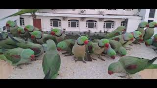 Alexandrine Parrots Parrots Sounds its time for food Beautiful Parrots [upl. by Airliah]