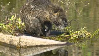 Coypu Nutria  Myocastor coypus [upl. by Grania31]