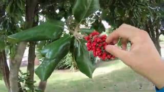 How to grow a Magnolia tree from seed [upl. by Oirom]