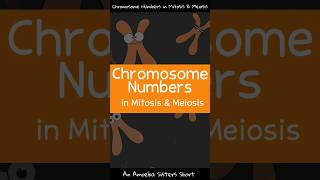 Chromosome Numbers in Mitosis amp Meiosis  Amoeba Sisters Shorts [upl. by Orbadiah]