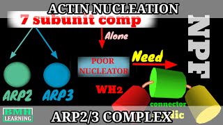 Actin Nucleation By ARP23 Complex  ARP23 Mediated Actin Nucleation  Actin Binding Proteins [upl. by Enawtna]