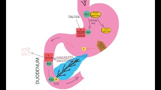 VITAMIN B12 ABSORPTION [upl. by Nylegna]